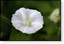 bloemen bloem hdr natuur flora roos rozen tulp tulpen orchidee orchideeen zonnebloem geranium cannabis marihuana wiet hennep sativa indica